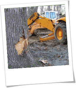 Tree Damage from Construction